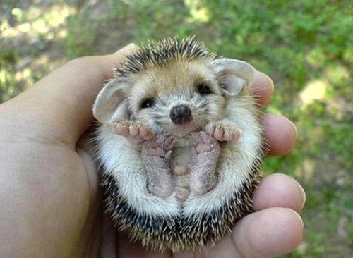babyhedgehog.jpg
