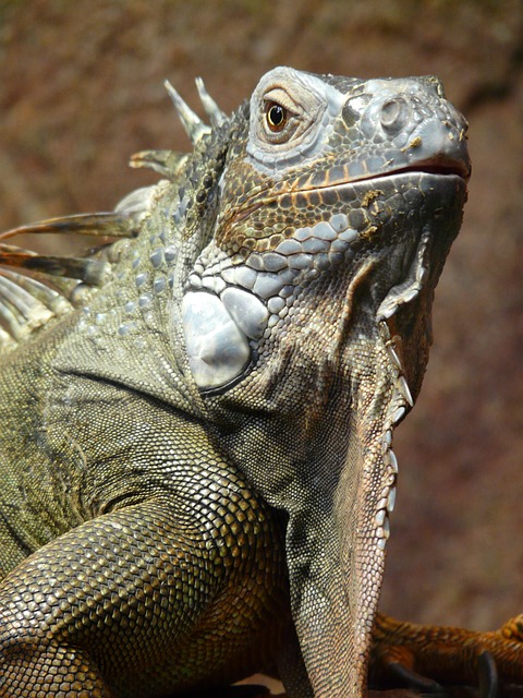 green-iguana-7277_640.jpg