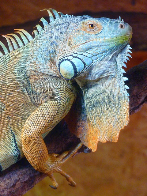 green-iguana-8366_640.jpg