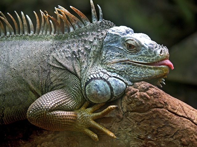iguana-50198_640.jpg