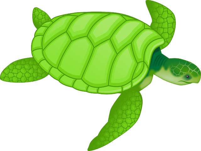 turtle-47047_640.png