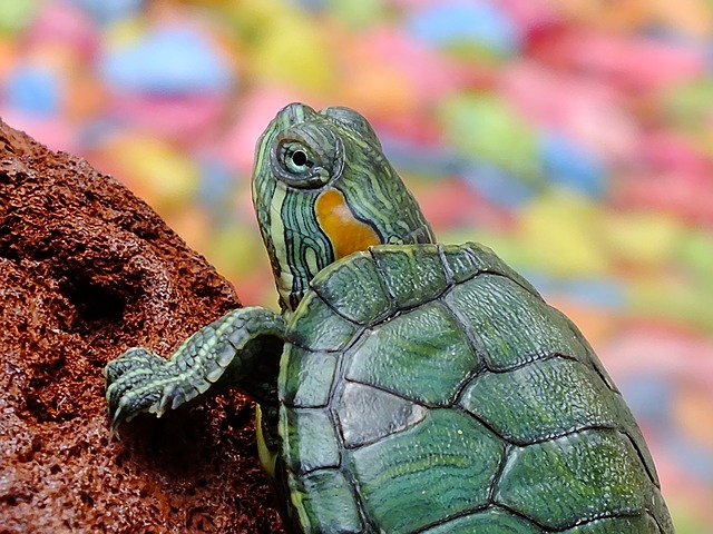 turtle-182121_640.jpg