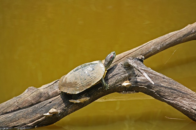 turtle-169167_640.jpg
