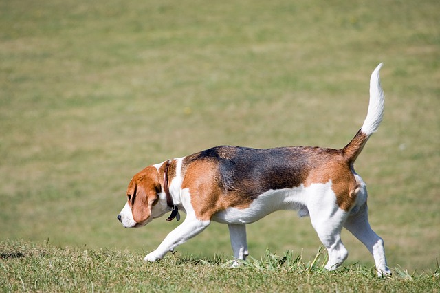 beagle-164930_640.jpg
