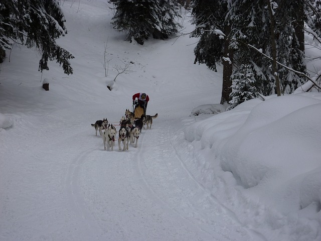sled-dog-race-196147_640.jpg