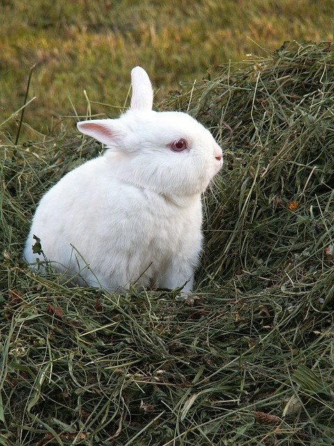 rabbit-93047_640.jpg