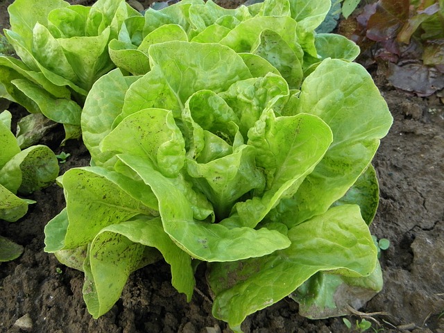 lettuce-176840_640.jpg