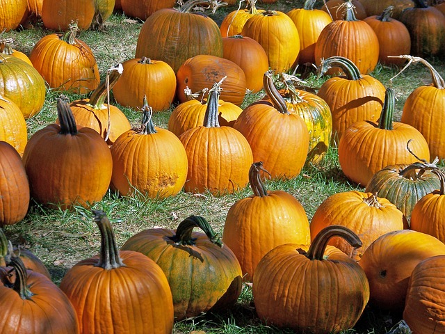 pumpkins-18514_640.jpg