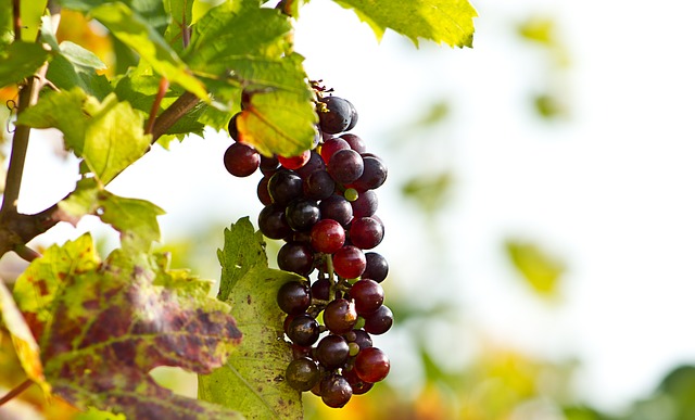 grapes-190482_640.jpg