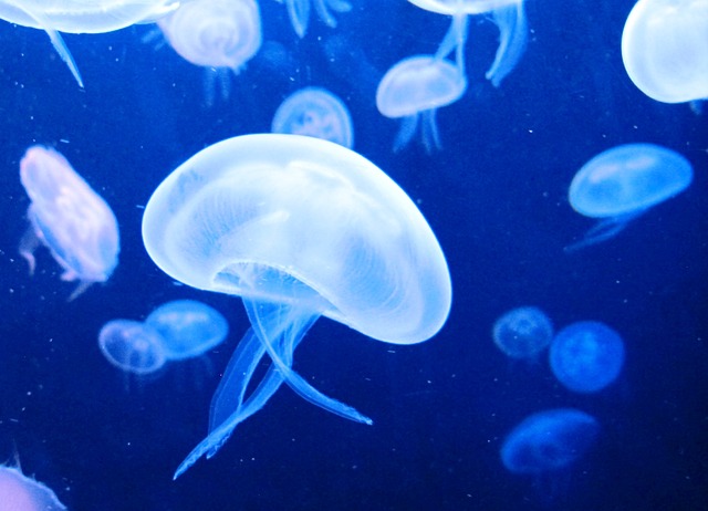 jellyfish-117256_640.jpg