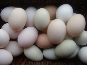 계란5.jpg