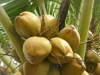코코넛3.jpg