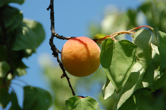 apricot-167758_640.jpg