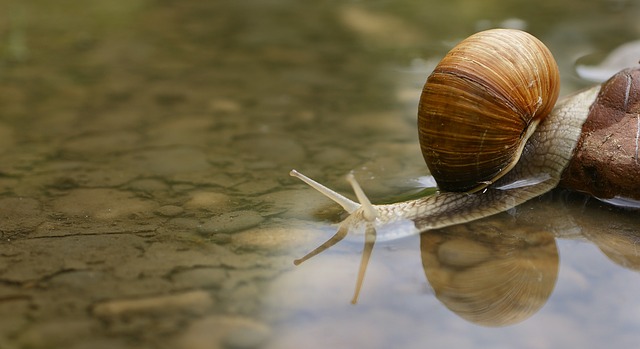 snail-187559_640.jpg
