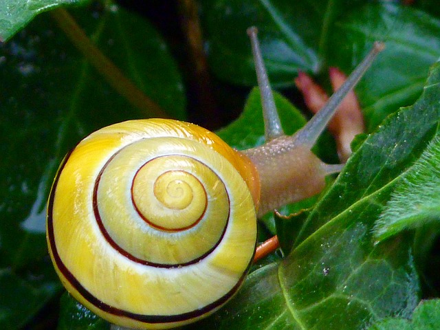 snail-7732_640.jpg