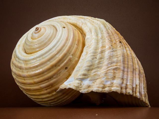 shell-199712_640.jpg
