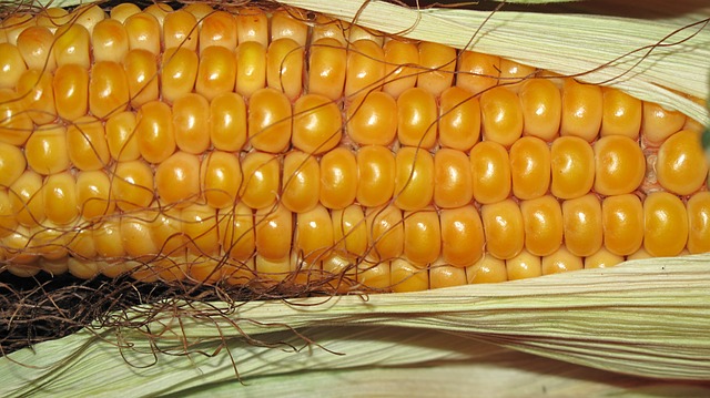 corn-190014_640.jpg