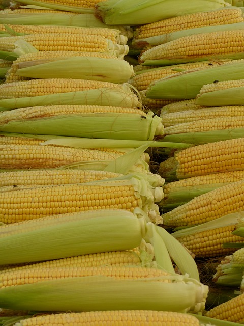 corn-65282_640.jpg