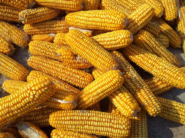 corn-187780_640.jpg