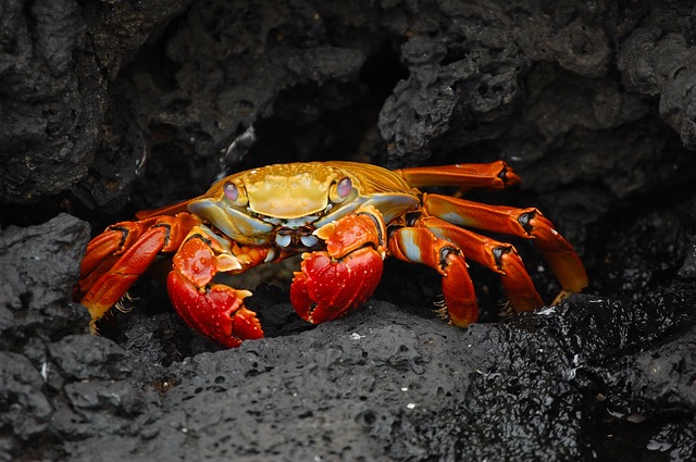 crab-63084_640.jpg