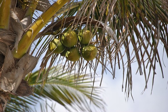 코코넛~2.JPG